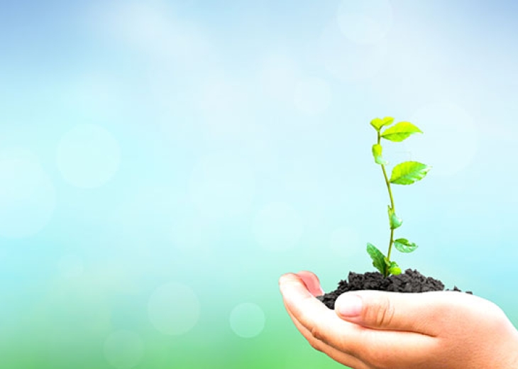 Person holding plant