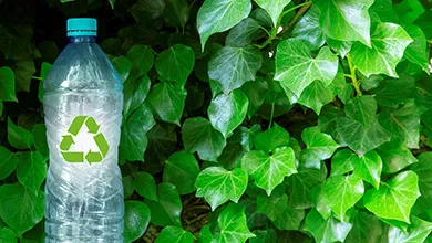 A clear plastic water bottle with a green recycling symbol on it sits in front of green ivy leaves.